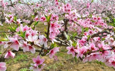 卯酉衝桃花衝|八字中的桃花什麼意思？最全講解